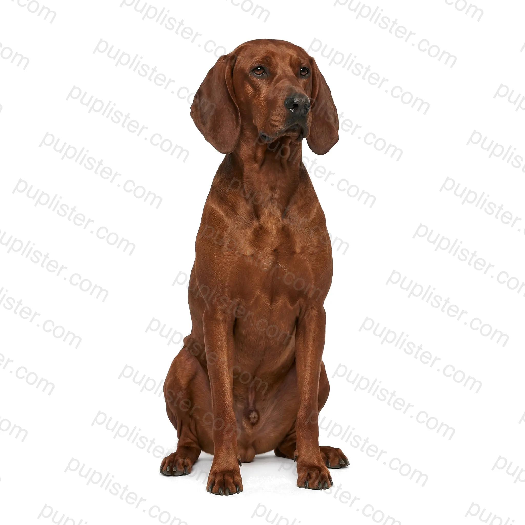 Redbone Coonhound