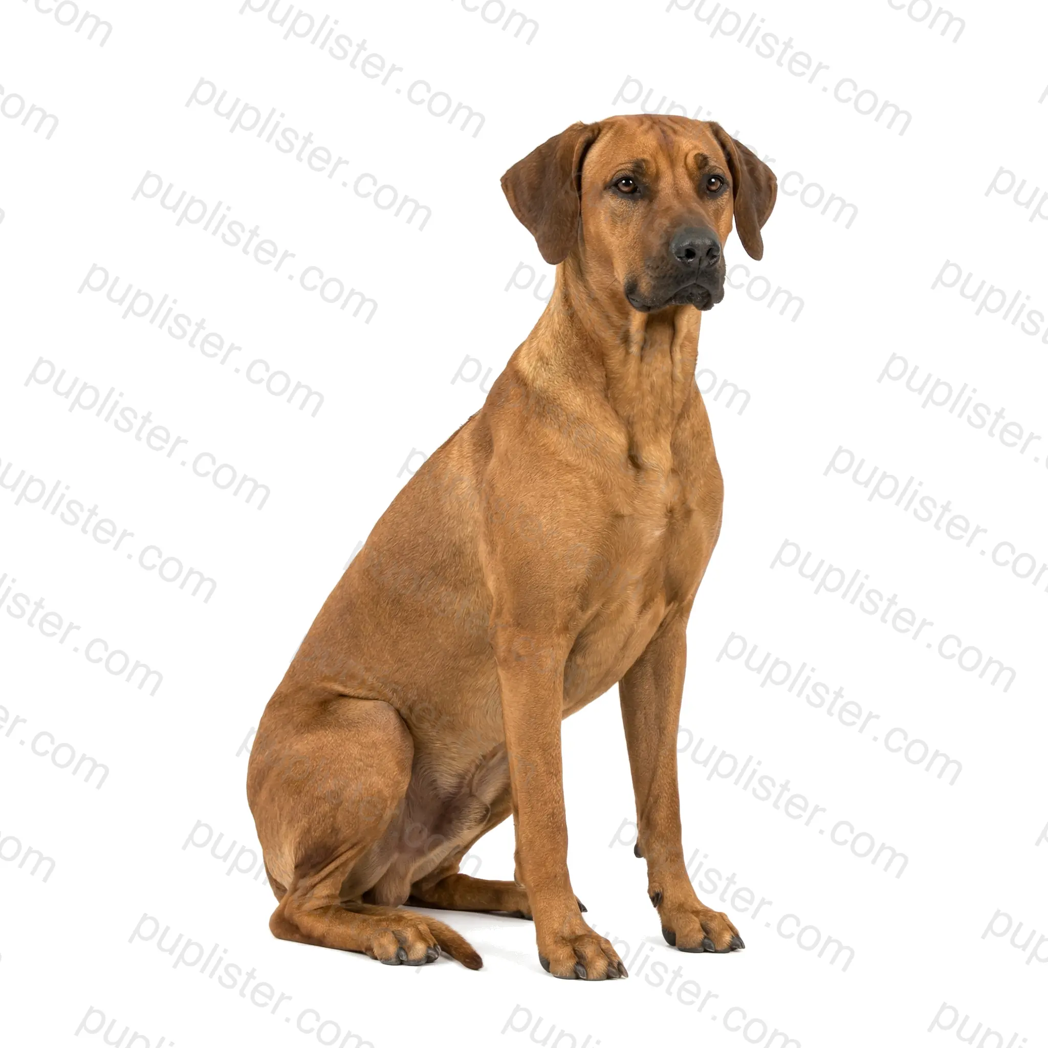 Rhodesian Ridgeback