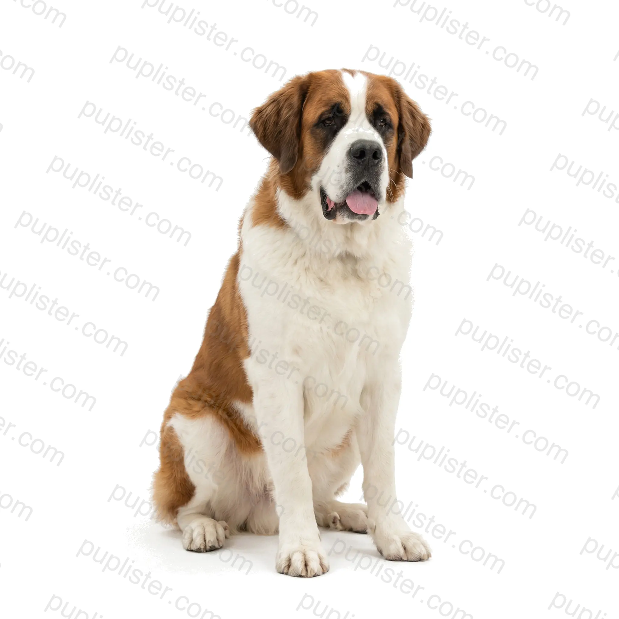 Saint Bernard
