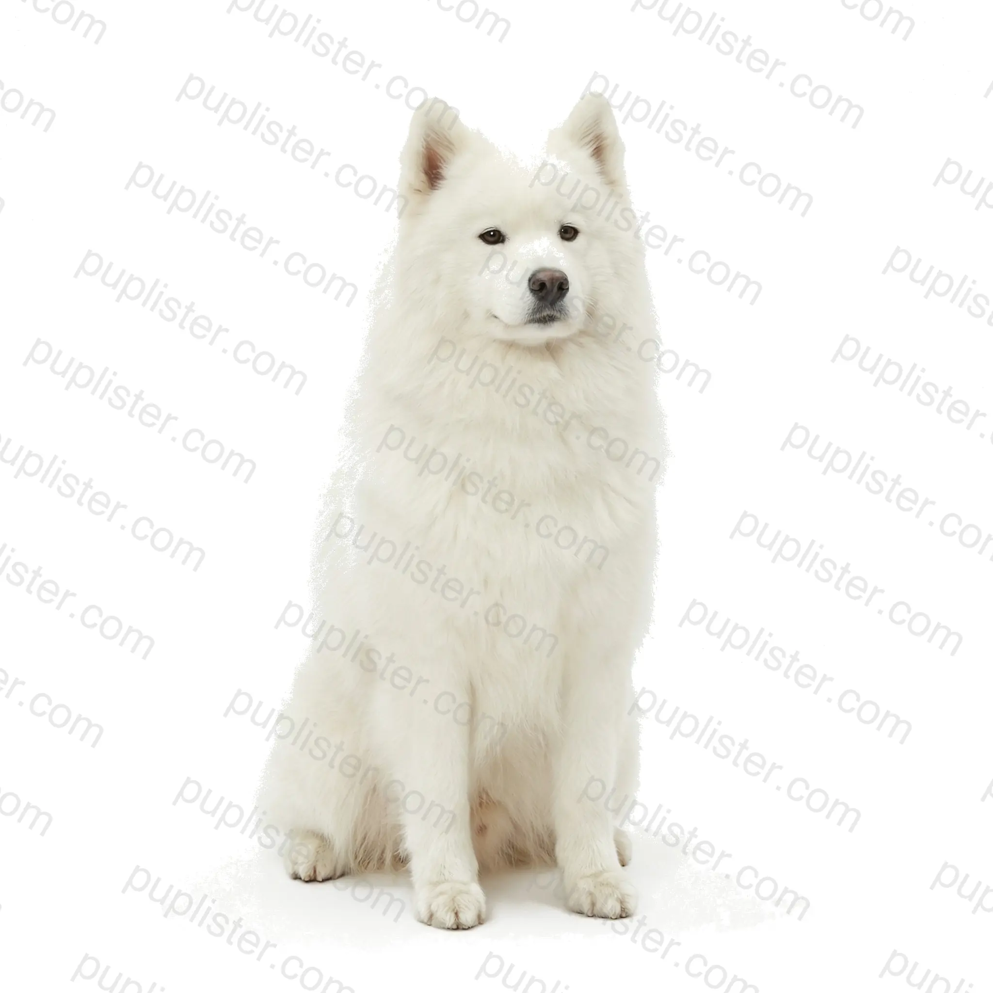 Samoyed