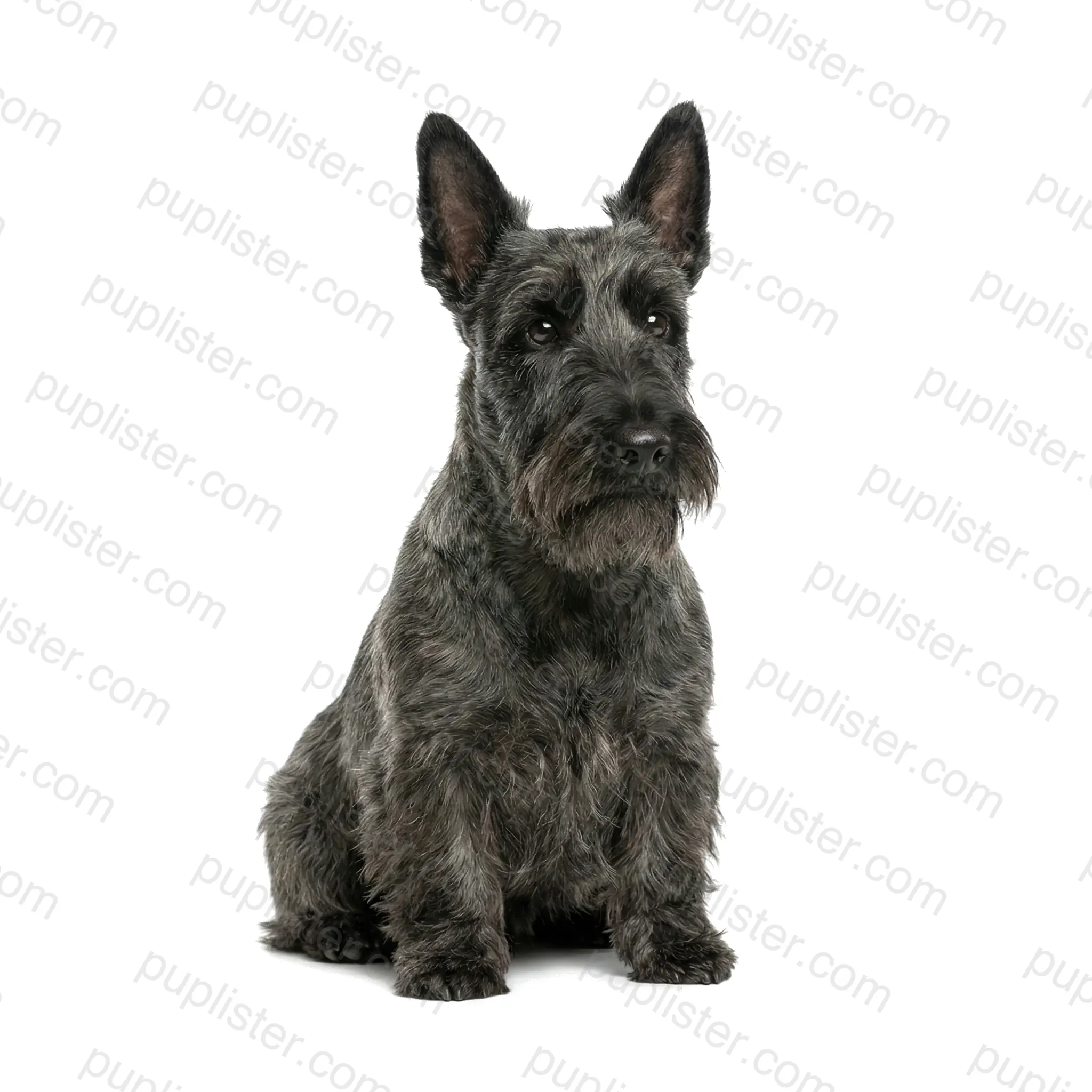 Scottish Terrier