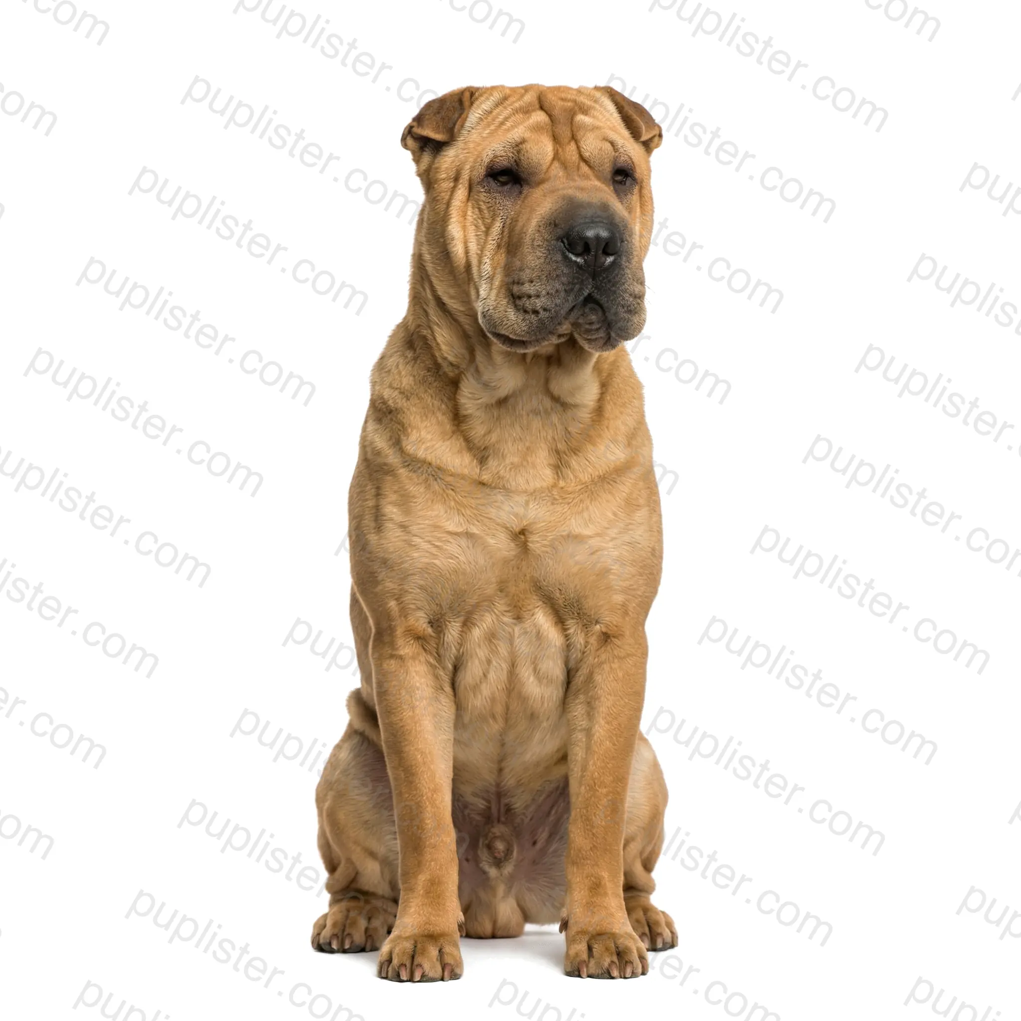 Shar-Pei