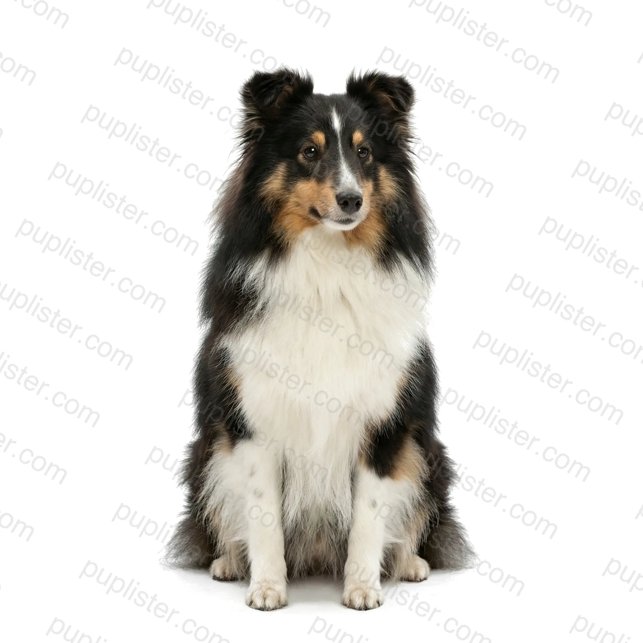Shetland Sheepdog