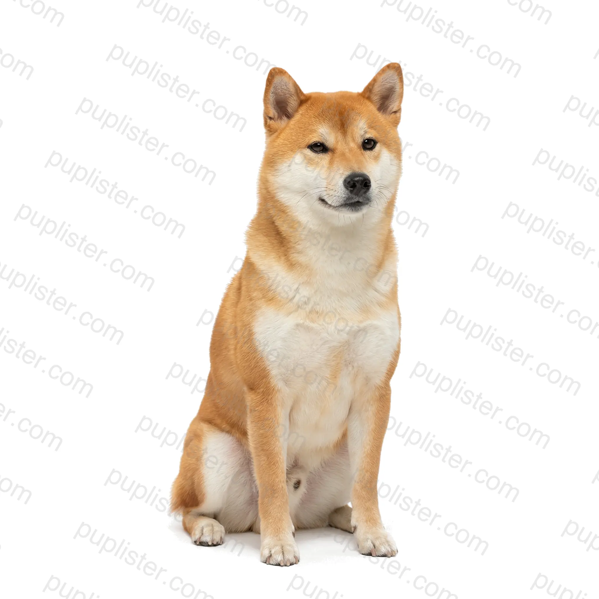 Shiba Inu