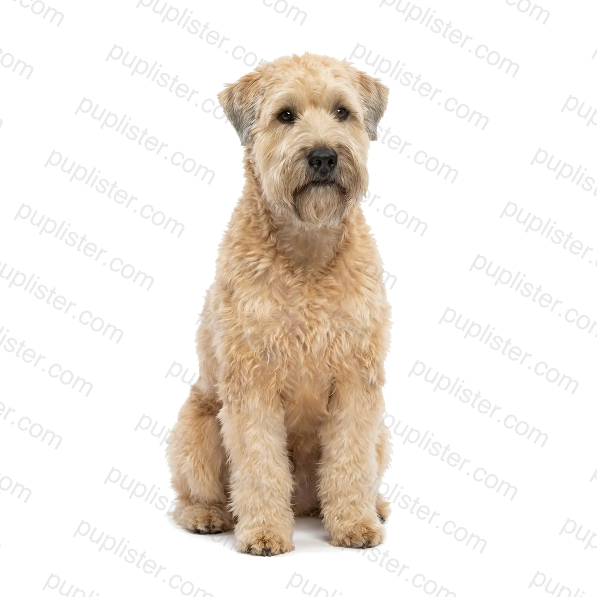 Soft Coated Wheaten Terrier