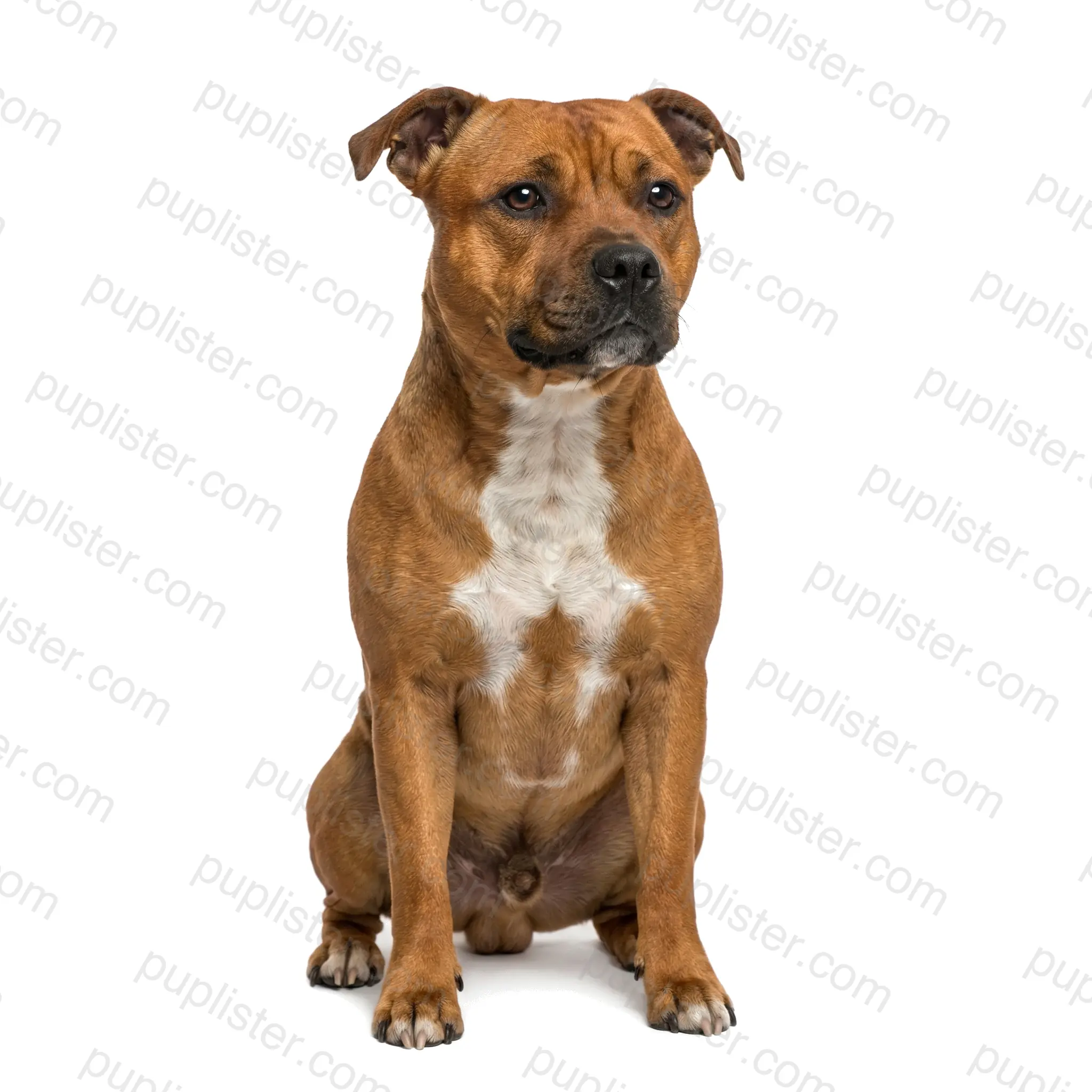 Staffordshire Bull Terrier