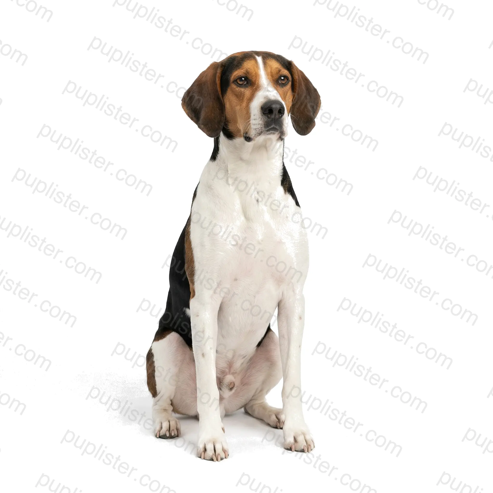 Treeing Walker Coonhound