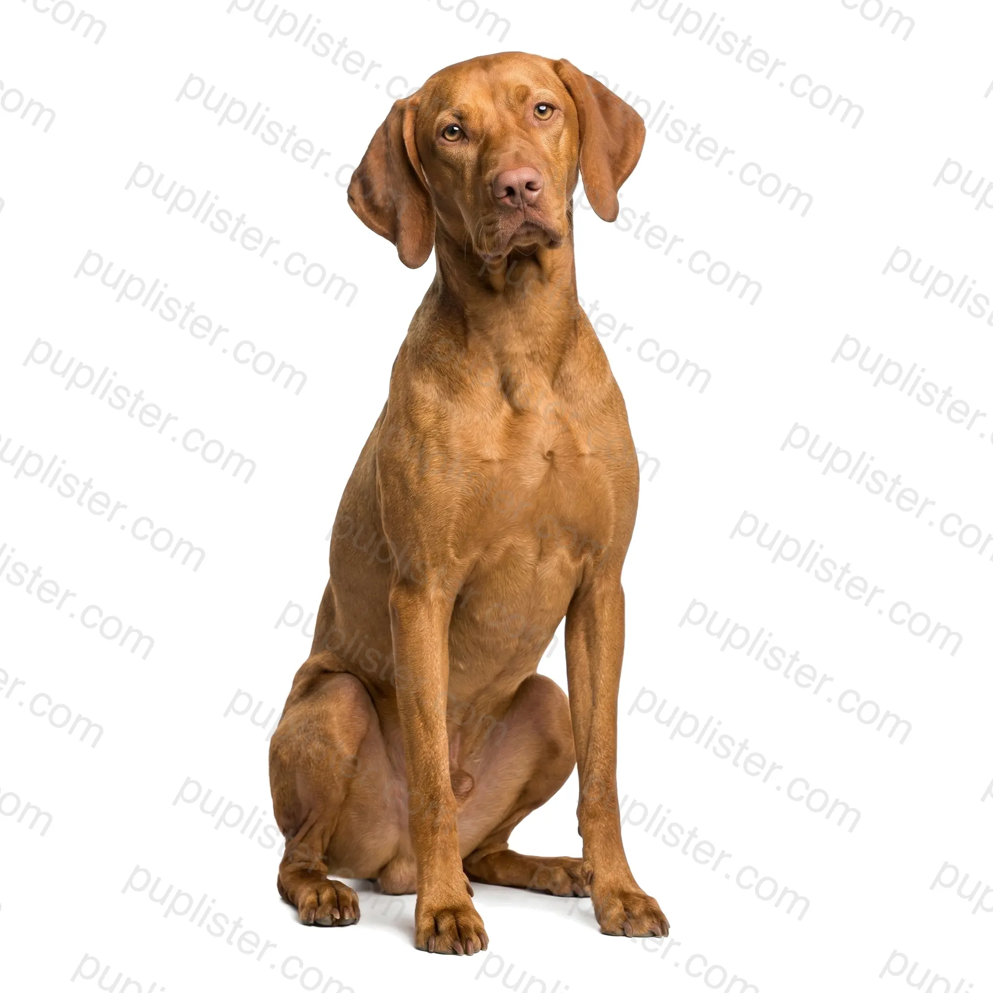 Vizsla