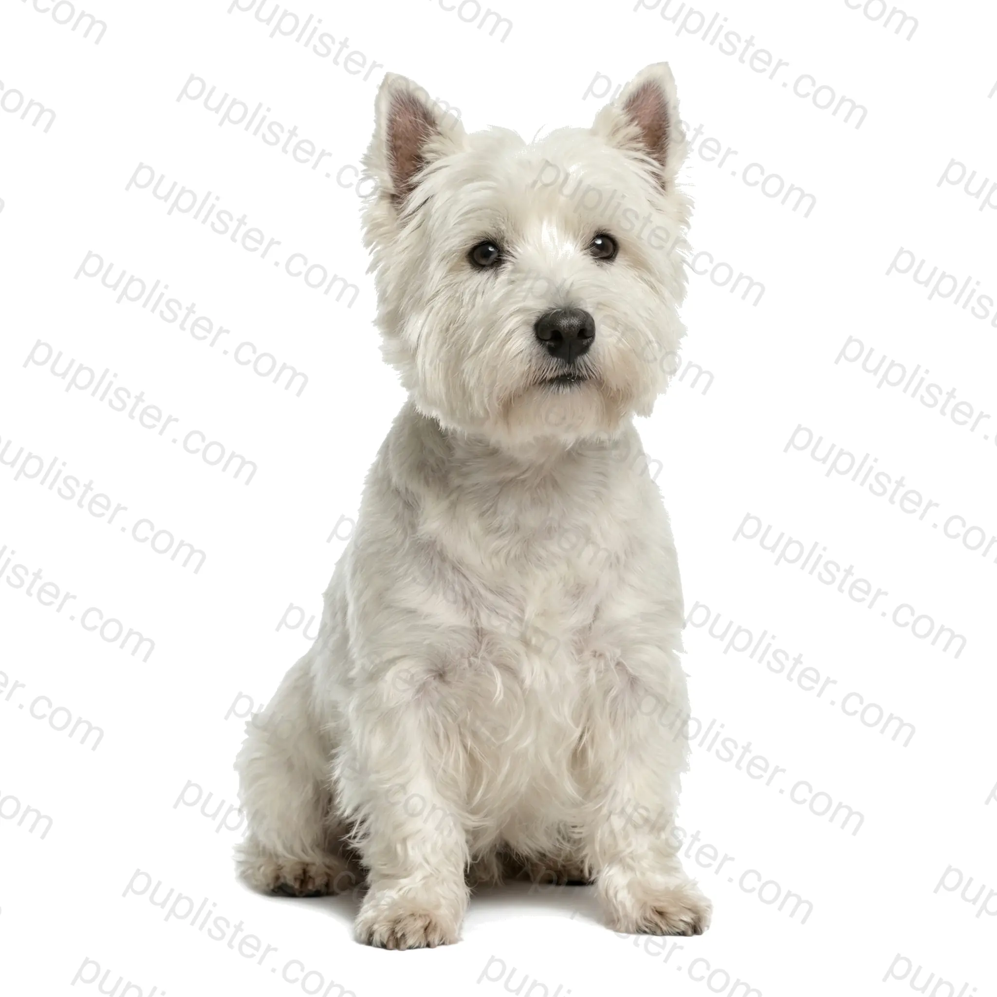 West Highland White Terrier