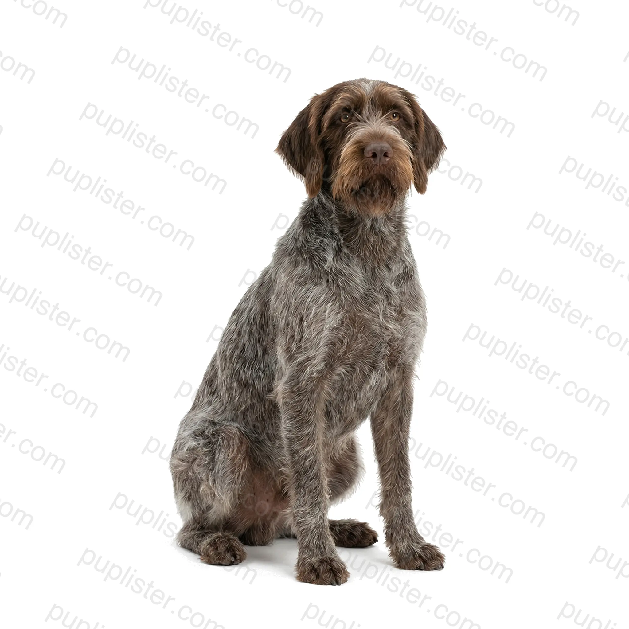 Wirehaired Pointing Griffon