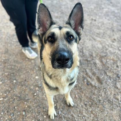 Dog for Adoption - Minnie, a German Shepherd Dog — puplister.com