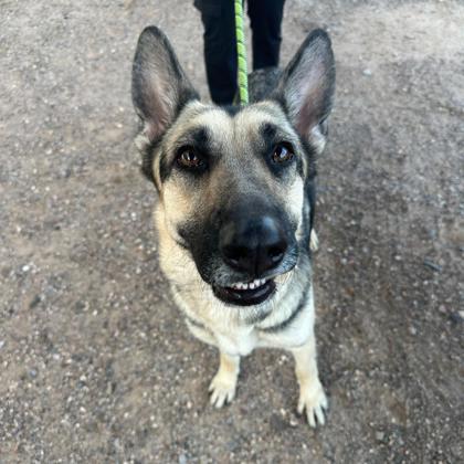 Dog for Adoption - Minnie, a German Shepherd Dog — puplister.com