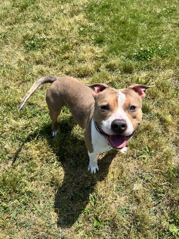 Dog for Adoption - Draco, a Pit Bull Terrier — puplister.com