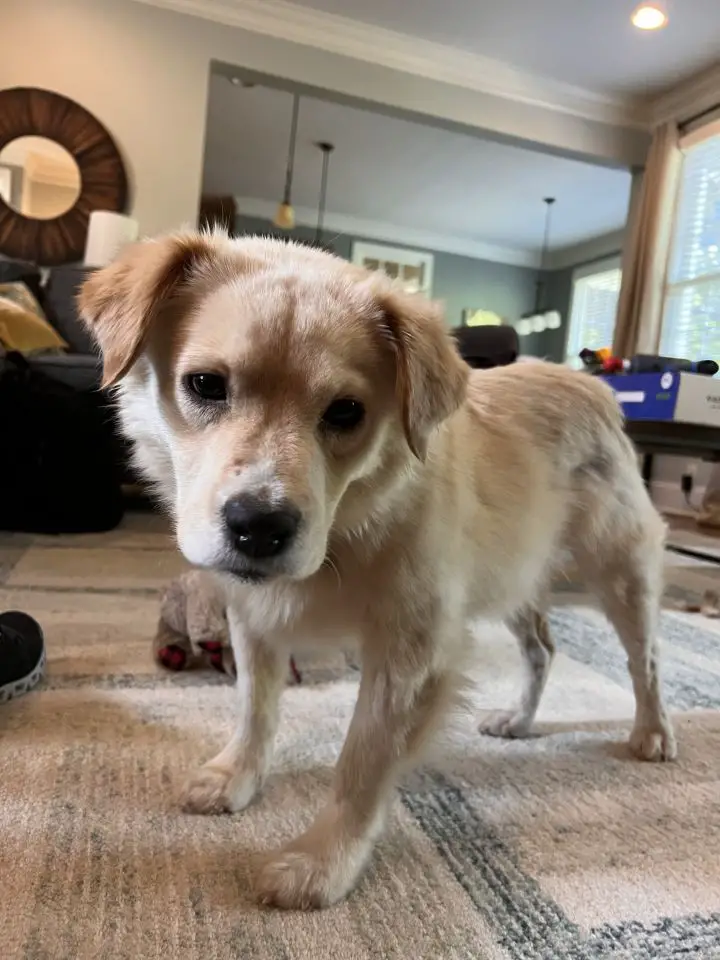 Dog for Adoption - Pancake, a Golden Retriever — puplister.com