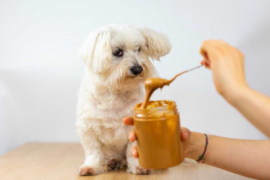 Is Peanut Butter Good For Dogs? 